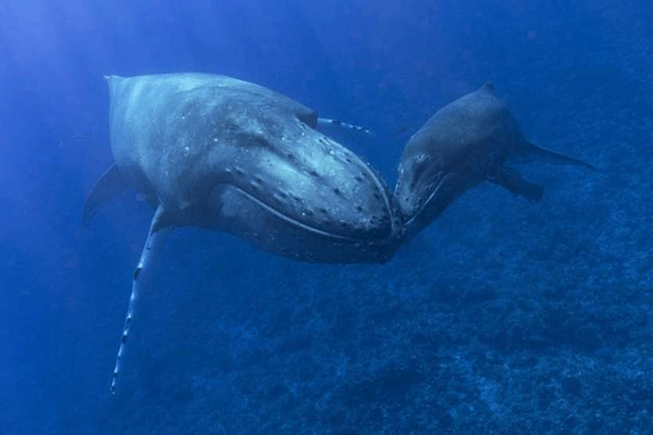 Male whale crosses 3 oceans